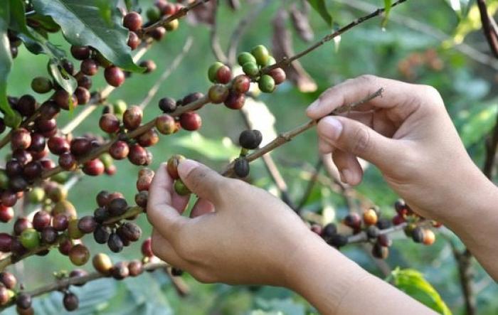 Plantio de café em área minerada pela CBA gera lavoura com produtividade 30% acima da média