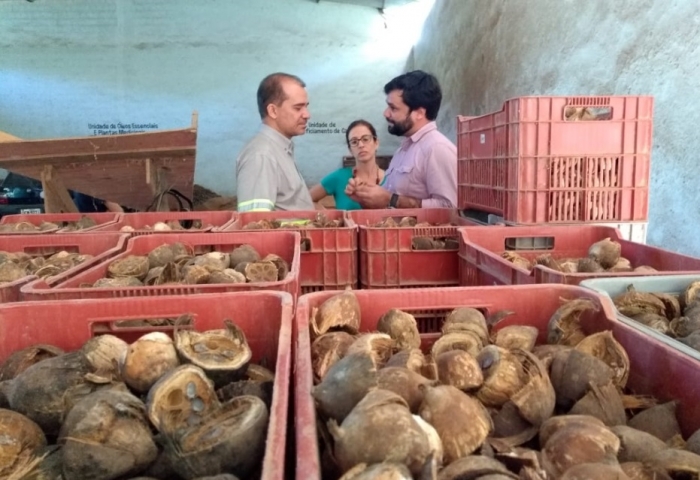 Votorantim Cimentos utiliza coco babaçu como combustível para a produção de cimento