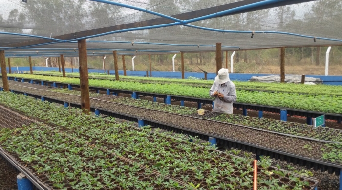 Produção de mudas de espécies nativas, em Niquelândia (GO), auxilia na conservação do Cerrado