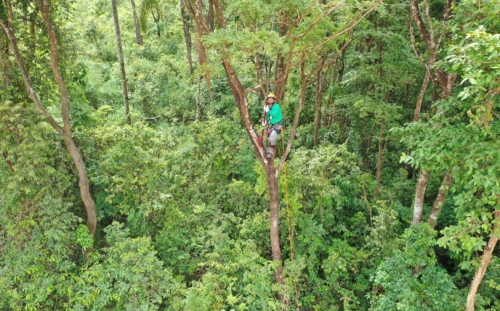 Tecnologia acelera recuperação de biodiversidade em Brumadinho