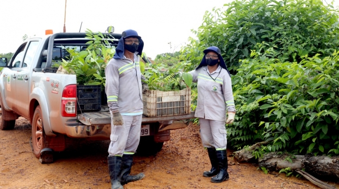 Em Juruti, reabilitação de áreas mineradas contribui para geração de renda de agricultores