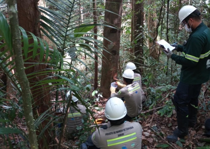 Projeto da MRN promove o manejo sustentável da copaíba