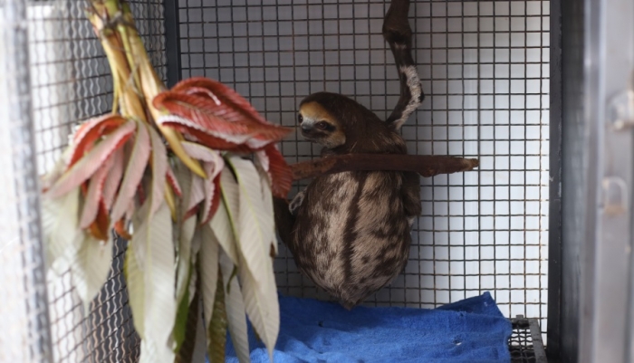 Centro de reabilitação da Alcoa em Juruti atende mais de 400 animais silvestres