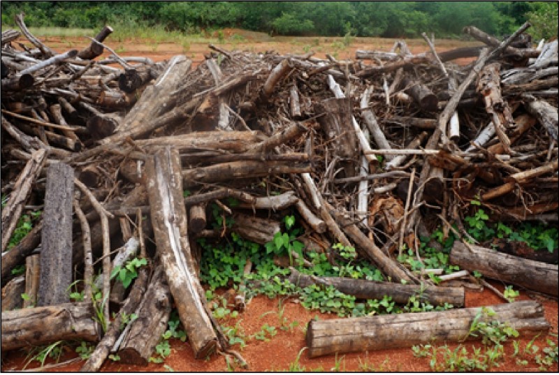 Figura 2 – Camada de topsoil transportada para a área de estudo e depositada ao longo dos núcleos de galharia (curvas de nível verde)