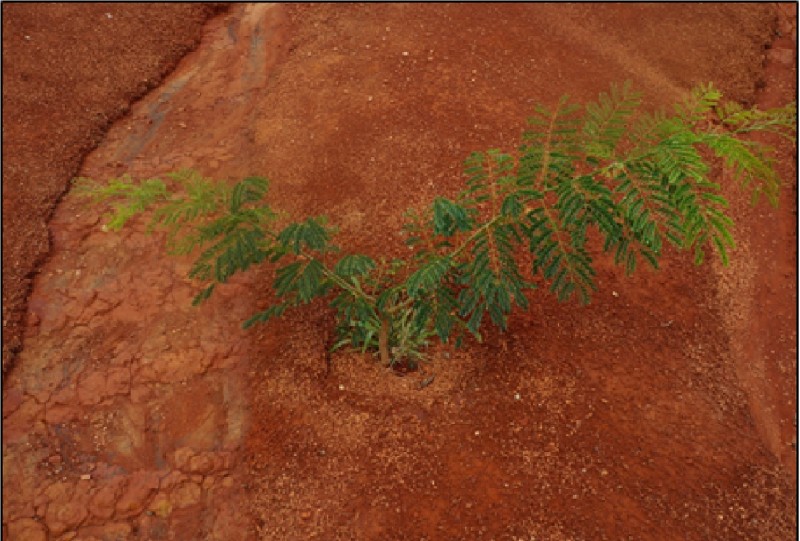 Figura 1 – Plantio direto de mudas. Destaque para a espécie Plathymenia reticulata (Vinhático)