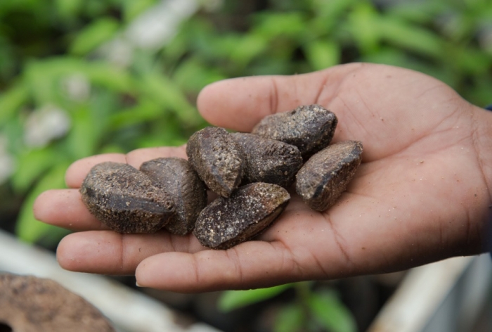MRN colabora para a conservação da biodiversidade na Amazônia com Banco de Germoplasma