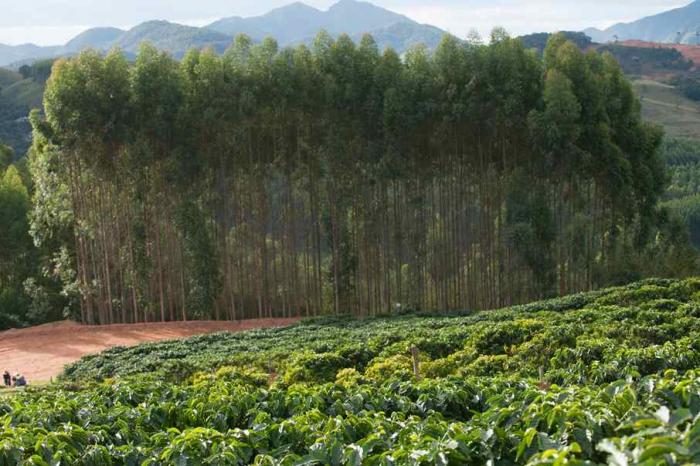 CBA aplicou mais de R$ 2,7 milhões em projetos de preservação ambiental