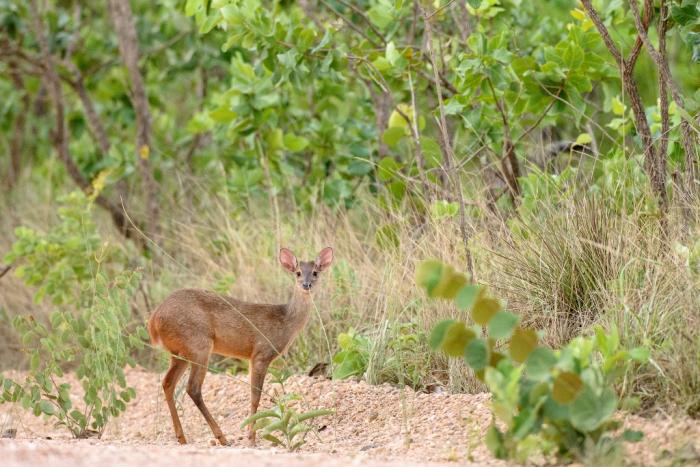 CBA assina protocolo com Governo de Goiás para criação da reserva Legado Verdes do Cerrado