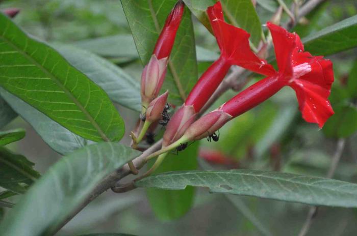 Flora de Carajás é tema de novo livro  