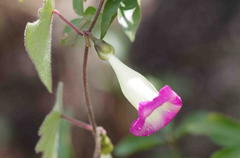 Ipomoea decora (foto:Nara Mota/Vale)
