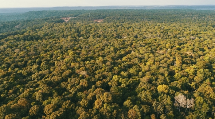 MRN reflorestou 362 hectares no ano passado, o equivalente a 360 campos de futebol