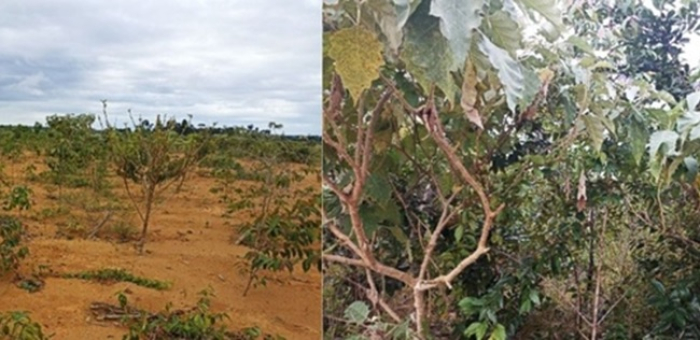 Mineração Paragominas obtém bons resultados com uso de resíduos orgânicos em reflorestamento