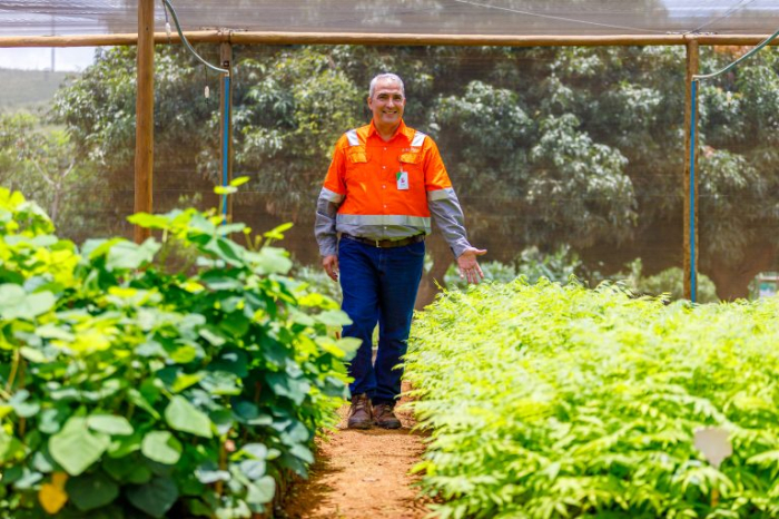 Viveiro de mudas da Bamin gera mais de 80 mil mudas e é referência em reflorestamento no semiárido 