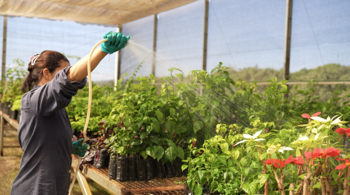 Kinross inicia rastreamento digital de 10 mil mudas usadas na recuperação ambiental